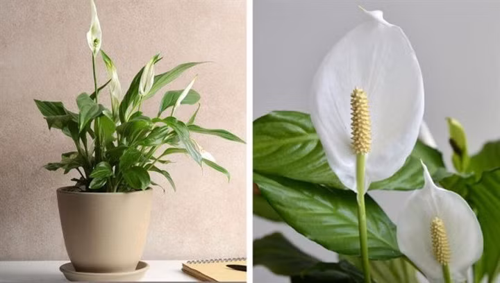 11 loại cây cảnh giúp hút khí độc trong nhà ảnh 2