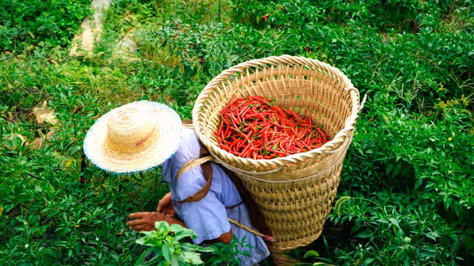 Ớt - một đặc sản của Tứ Xuyên. Ảnh: AP
