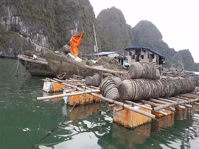 Tàu xi măng đỗ ngổn ngang, vật dụng thu hoạch để trên giàn tre gây phản cảm cho khách du lijch. (Ảnh: Vũ Thị Hải)