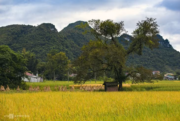 Mùa lúa chín vùng cao trong ấn tượng người làm du lịch ảnh 7 Mùa lúa chín vùng cao trong ấn tượng người làm du lịch ảnh 7
