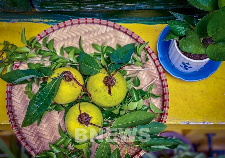 Những quả thị đã qua tuyển chọn, quả đều, đẹp, có lá, có cành. Khách hàng có thể lựa quả xanh về thắp hương cho chín dần hoặc mua quả đã chín vàng bóng về trưng cho đẹp, thơm nhà, thơm văn phòng. Ảnh: Đức Hạnh/BNEWS/TTXVN