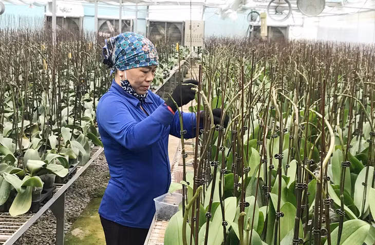 Người trồng hoa ở làng hoa Hoành Bồ (TP Hạ Long) đã ứng dụng công nghệ trồng hoa hiện đại, kiểm soát nhiệt độ, môi trường nhằm nâng cao giá trị thương hiệu hoa Hoành Bồ.
