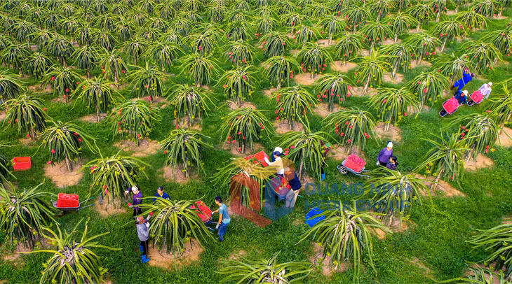 Thu hoạch thanh long của người dân phường Đông Thành, TP Uông Bí. Ảnh: Thành Vũ (CTV)