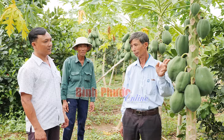 Ông Nguyễn Văn Ban (phải), cộng tác viên khuyến nông xã Lộc Phú trao đổi kỹ thuật trồng, chăm sóc cây đu đủ với các nhà nông (ảnh chụp trước ngày 27-4-2021)