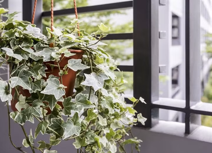 11 loại cây cảnh giúp hút khí độc trong nhà ảnh 4