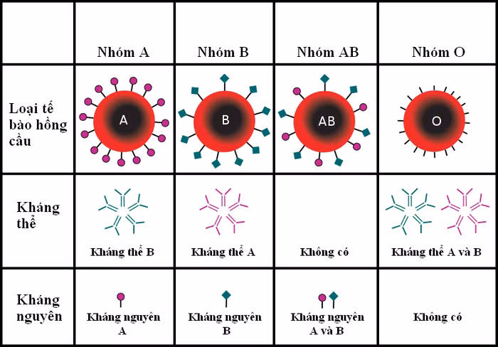 Dựa vào các kháng thể và kháng nguyên để phân loại nhóm máu (Ảnh: Internet)