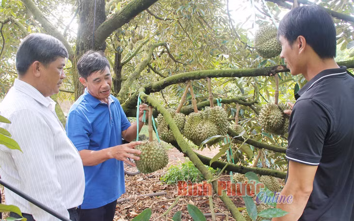 Ông Nguyễn Duy Hoàn, thôn Đồng Tháp, xã Phước Tân, huyện Phú Riềng trồng sầu riêng theo hướng hữu cơ, ứng dụng công nghệ, kỹ thuật mới vào sản xuất nhằm tăng năng suất, đáp ứng yêu cầu khắt khe của thị trường