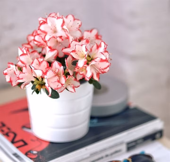 11 loại cây cảnh giúp hút khí độc trong nhà ảnh 10