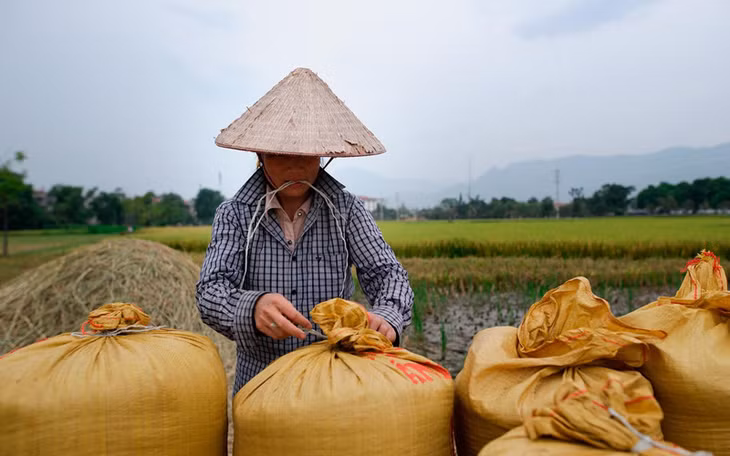 EVFTA mang lại lợi ích cho doanh nghiệp xuất khẩu gạo và người dân trồng lúa.