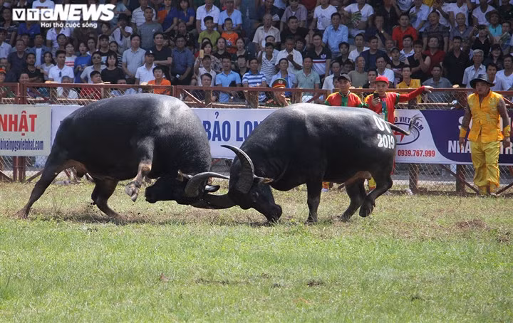 Một pha giao tranh giữa 2 "ông trâu" tại Lễ hội chọi trâu truyền thống Đồ Sơn 2019. (ảnh minh họa)