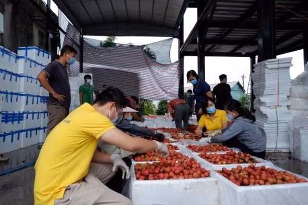 Nhân viên Bưu điện Việt nam hướng dẫn đóng gói tiêu thụ vải thiều Bắc Giang.