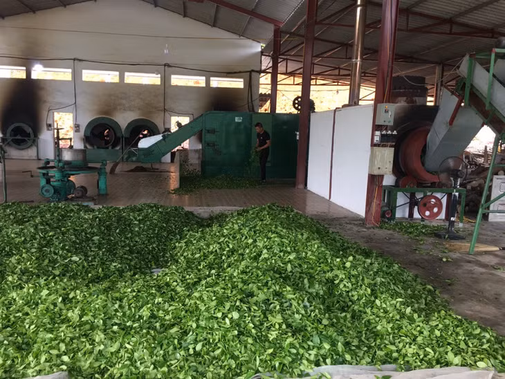 Chế biến chè Ngọc Thúy tại Cơ sở sản xuất chè Dũng Nga (huyện Hải Hà). Ảnh: Quế Ninh