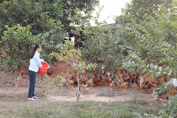 Nuôi gà bản giúp gia đình chị Nguyễn Thị Lương (thôn Tân Hòa, xã Quảng Tân, huyện Đầm Hà) nâng cao thu nhập.