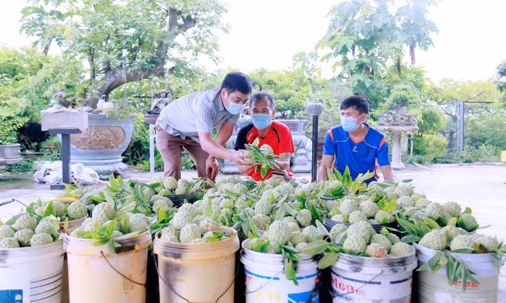 30% sản lượng na Đông Triều đã được tiêu thụ thành công.