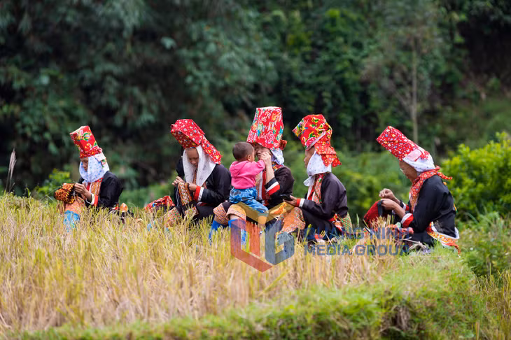 Người dân Bình Liêu đan sắc phục dân tộc và chăm con sau khi gặt xong thửa ruộng (8-2019). Ảnh: Nguyễn Thành Chung