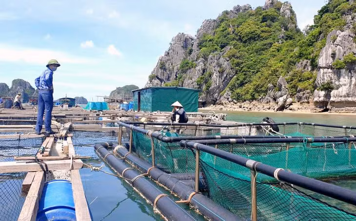 Huyện Vân Đồn đang đẩy nhanh sử dụng vật liệu composite thay thế cho phao xốp trong nuôi trồng thủy sản lồng bè.