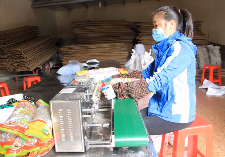Sản phẩm OCOP chủ lực miến dong của huyện tiếp tục được đầu tư nâng cao chất lượng. Trong ảnh: Đóng gói miến dong tại Công ty Thương mại và Dịch vụ Bình Liêu.