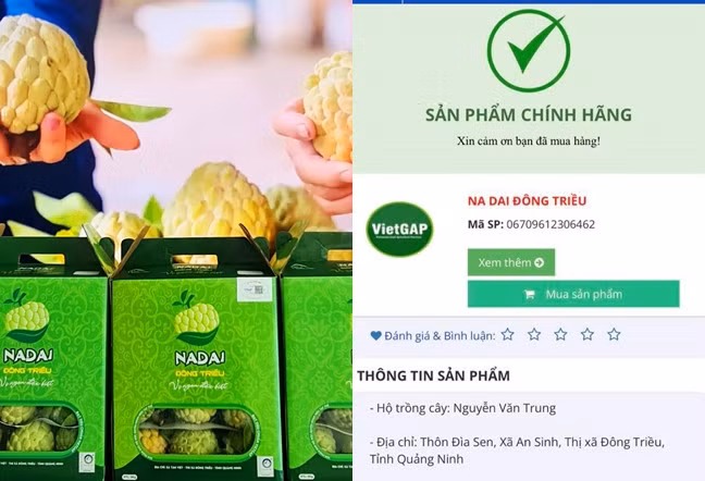 Đưa na VietGAP Đông Triều đến người tiêu dùng ảnh 6