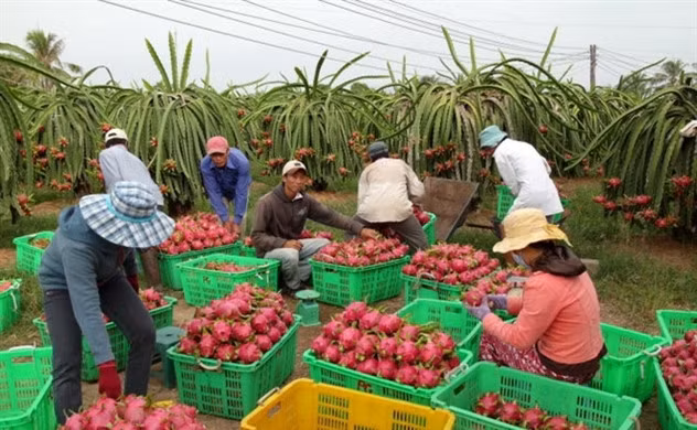 Duy trì chuỗi sản xuất, tiêu thụ nông sản là nhiệm vụ trọng tâm.
