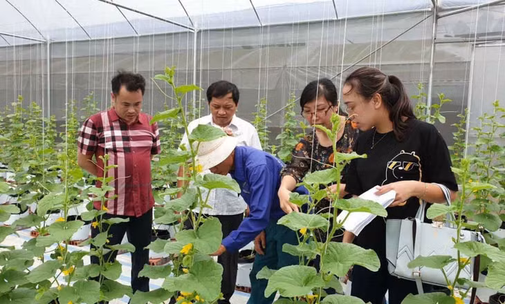 Cán bộ Sở KH&amp;CN tư vấn, hướng dẫn người dân áp dụng các mô hình nông nghiệp thông minh vào sản xuất.