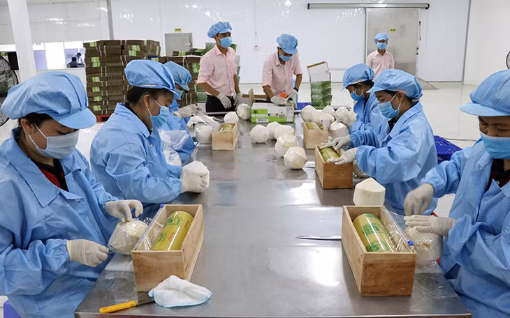 Đóng gói dừa xuất khẩu tại Công ty Vina T&amp;T Group (tỉnh Bến Tre). Ảnh: PHÚC HẬU
