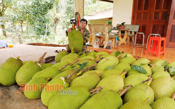 Nhà nông Phương Hữu Hào với những trái mít sạch được thu hoạch từ diện tích đất trống trong vườn sầu riêng