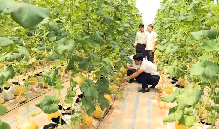 Mô hình sản xuất trồng dưa lưới ở huyện Đầm Hà. 