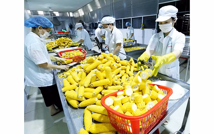Chế biến ngô ngọt xuất khẩu tại Công ty Vifoco (Việt Nam). Ảnh: TTXVN