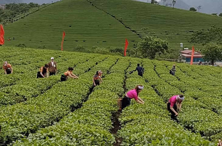 Các chuyên gia kinh tế khuyến nghị cần lập "vùng xanh" trong "vùng đỏ" về dịch bệnh để sản xuất an toàn. Ảnh: Vũ Long