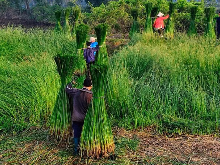 Khám phá làng dệt chiếu đầy màu sắc hơn trăm tuổi ở Phú Yên - Ảnh 2