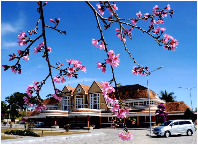 Biết rõ giá trị loài hoa này, những năm gần đây, Đà Lạt trồng mới nhiều cây anh đào bản địa, khắp nội và ngoại thành. Nhưng trồng tập trung nhiều nhất là hai bên đường Trần Hưng Đạo, Hồ Tùng Mậu, 3 tháng 4, Lê Đại Hành, Hùng Vương, Hai Bà Trưng, Tương Phố, quanh hồ Xuân Hương, hồ Tuyền Lâm, đèo Prenn, các Công viên, Khu du lịch và đường Mai Anh Đào (con đường duy nhất mang tên loài hoa này) đã nở hoa