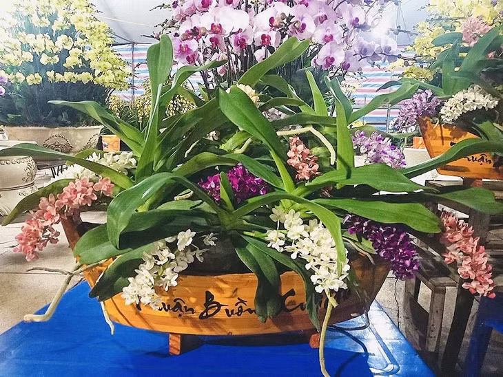 Lan Đai Châu năm nay khá ít. Một chậu với kiểu dáng cầu kì giá dao động từ 4 đến 7 triệu đồng.