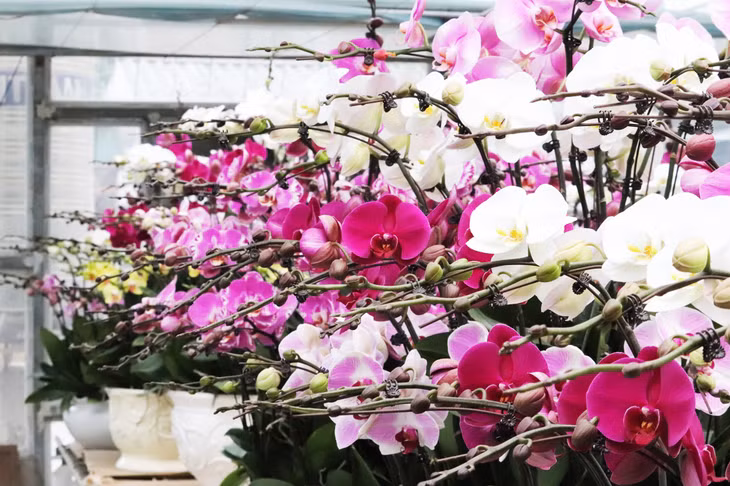 Hoa lan hồ điệp rực rỡ màu sắc vẫn là lựa chọn của nhiều gia đình vào dịp Tết.