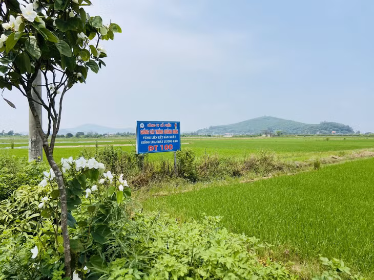 Vùng trồng lúa ĐT 100 theo liên kết giữa Công ty CP giống cây trồng Quảng Ninh với người dân xã Hưng Đạo.