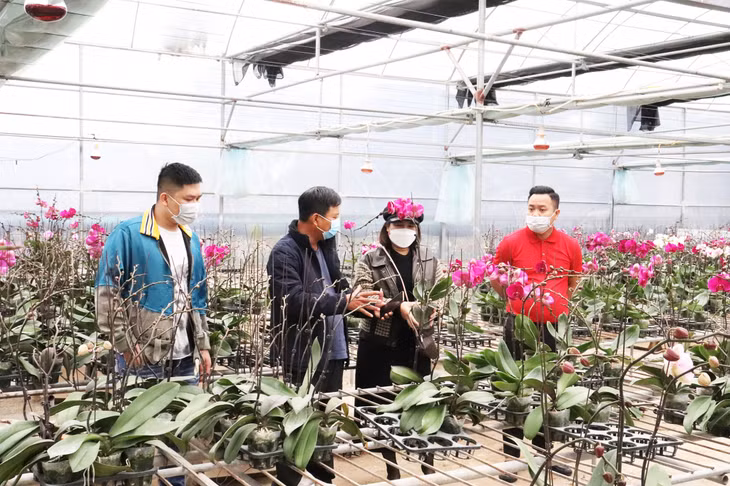 Nhiều người dân, thương lái đã tới các nhà vườn tại phường Hoành Bồ (TP Hạ Long) để đặt hoa về bán và phục vụ nhu cầu chơi hoa trong gia đình.