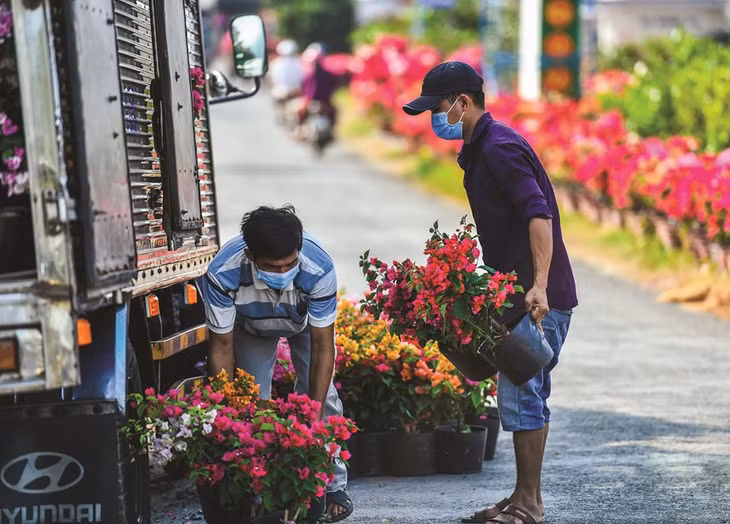 Vận chuyển, sắp xếp hoa kiểng lên xe để chuyển đến các điểm bán phục vụ người dân.