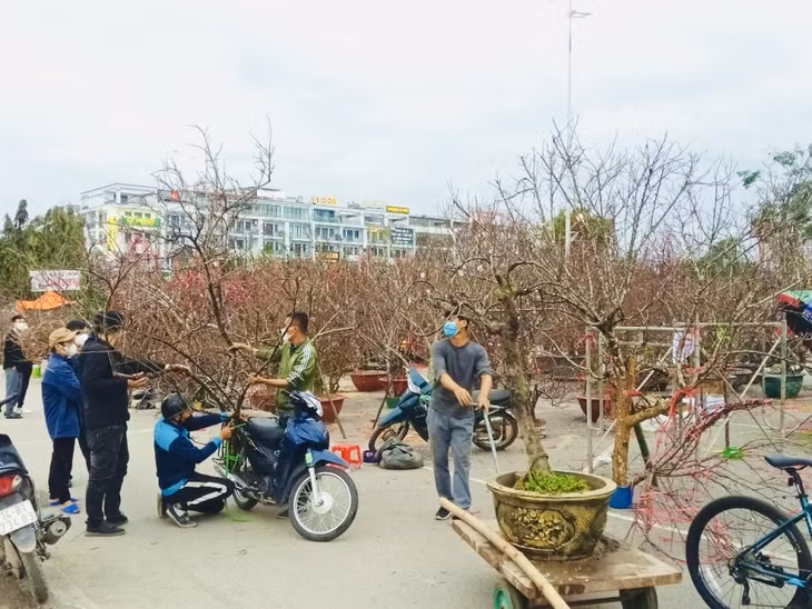 Tại điểm bán hoa nằm ở Quảng trường 30/10, phường Hồng Hải (TP Hạ Long) lượng hàng giảm khá nhiều so với dịp Hội chợ hoa xuân các năm trước. Tuy nhiên, ngay từ 19, 20 tháng Chạp Âm lịch, người dân đã rải rác đến mua đào, quất...