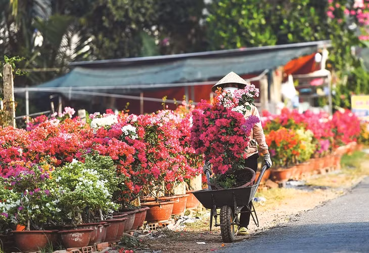Một số hộ chấp nhận rủi ro vận chuyển hoa, cây kiểng mang ra chợ bán trực tiếp cho khách với mong muốn được giá cao hơn.