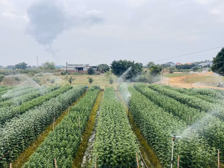 Việc áp dụng công nghệ tưới chủ động đã giúp cho năng suất và chất lượng các loại cây cảnh của TX Đông Triều ngày một tăng lên.