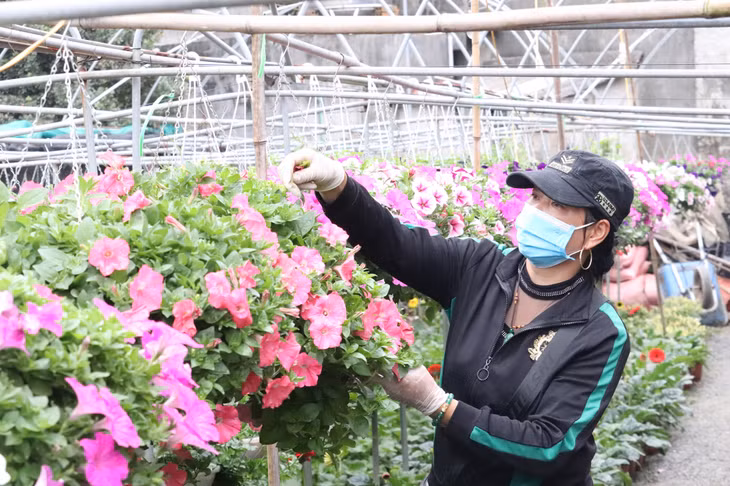 Nông dân khu Trới 5, phường Hoành Bồ (TP Hạ Long) chăm sóc hoa phục vụ thị trường Tết.
