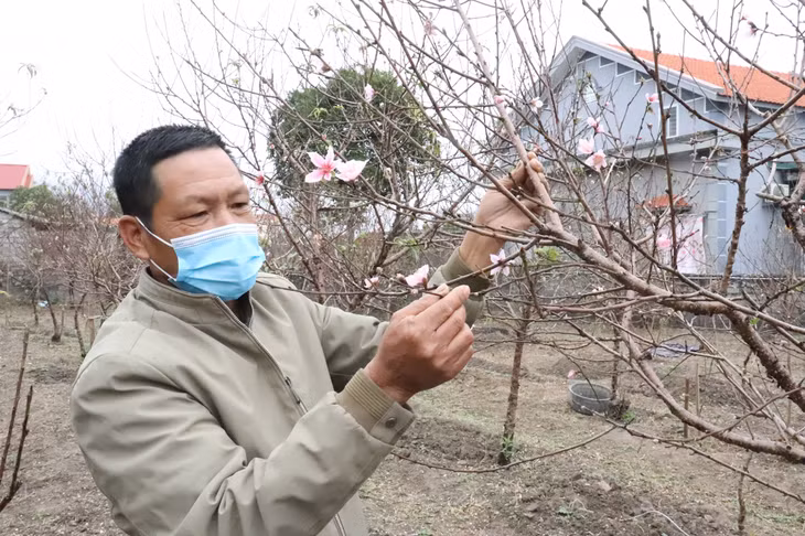 Người dân trồng đào tại thôn 7 xã Hạ Long, huyện Vân Đồn kiểm tra chất lượng hoa đào trước khi đưa ra thị trường.
