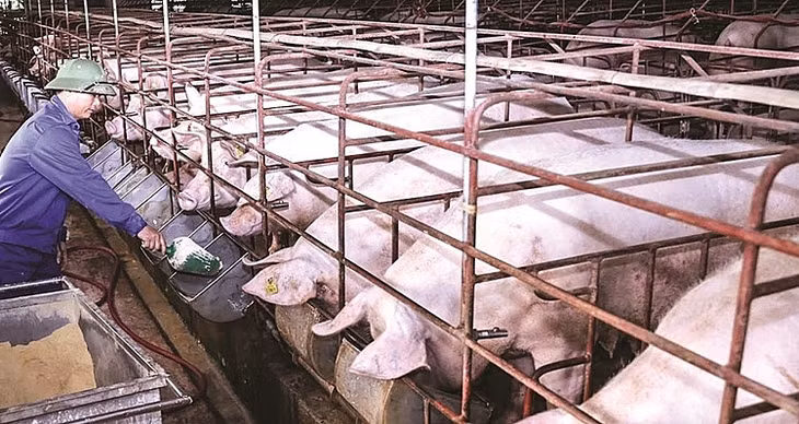Ghi nhận giá lợn hơi hôm nay (24/1) tại miền Bắc dao động trong khoảng 55.000 - 58.000 đồng/kg
