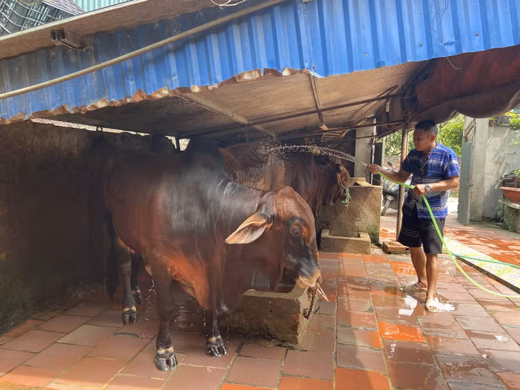 Hộ ông Đinh Đức Hạnh (xã Hiệp Hòa, TX Quảng Yên) xây dựng hệ thống thoát nước thải chăn nuôi đảm bảo vệ sinh môi trường. Ảnh Nguyễn Huế