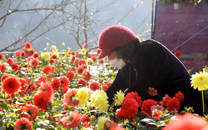 Xu hướng chơi hoa thược dược đang trở lại trong vài năm trở lại đây.