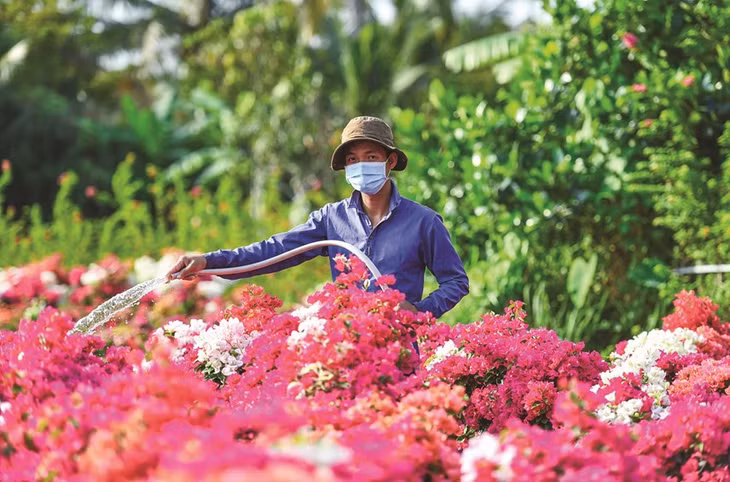 Chủ vườn tranh thủ tưới cho hoa để chuẩn bị xuất bán.
