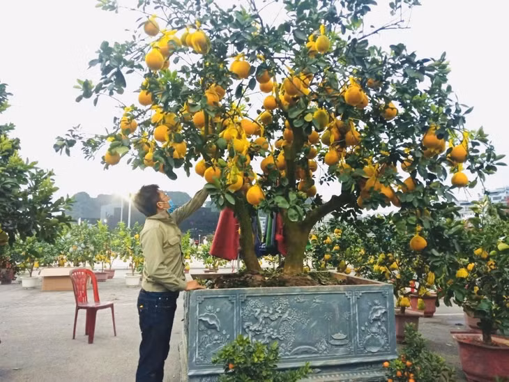 Bưởi Diễn cấy ghép quả nổi bật tại điểm bán hoa Tết. Loại cây này có giá thành khá cao, dao động từ 20-35 triệu đồng nhưng vẫn được một số người mua ưa chuộng bởi vẻ đẹp đặc sắc.
