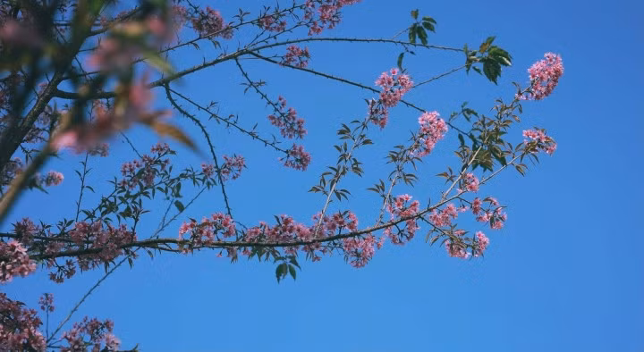 (Ảnh: Quang Kiên)