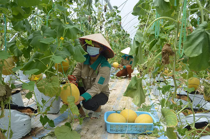 Sản phẩm dưa lưới được trồng theo quy trình công nghệ cao của Công ty CP Thương mại và Xây dựng Đầm Hà.