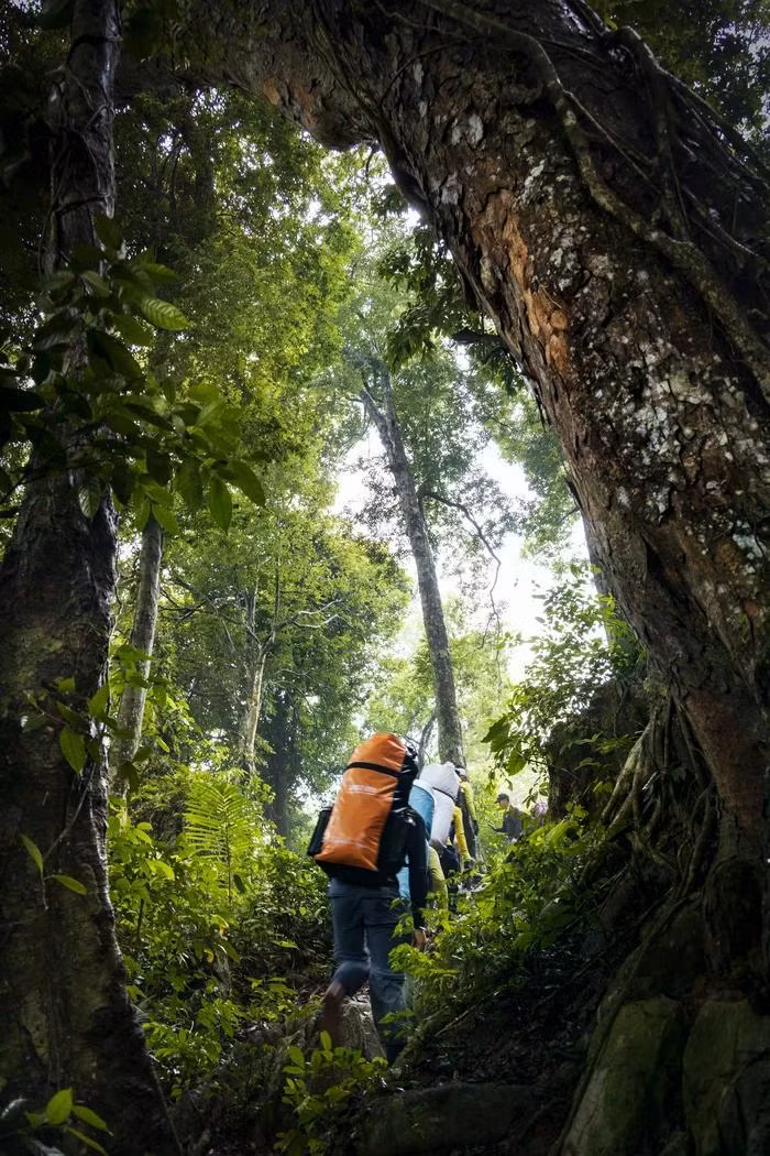 Băng rừng khám phá rừng nguyên sinh