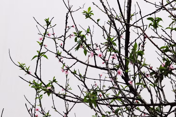 Đây là giống đào phai 5 cánh.
